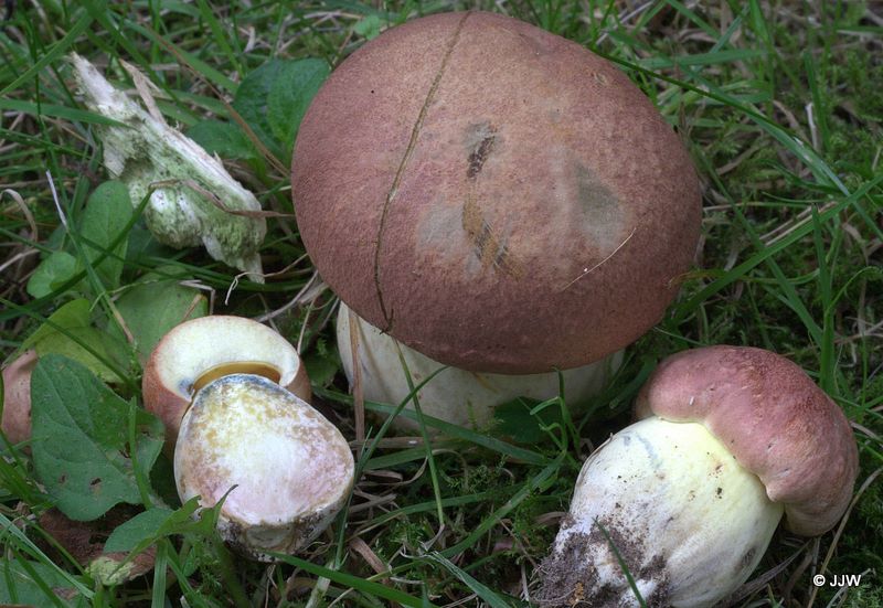 Boletus pseudoregius